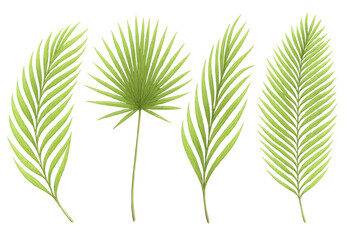Green palm fronds set, tropical leaves for summer design, creating exotic vacation backgrounds with plants