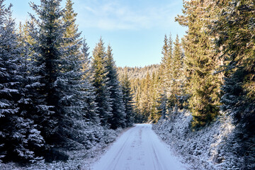 A forest road of the Totenåsen Hills lodd 2, Norway, November 2025.