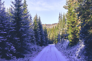 A forest road of the Totenåsen Hills lodd 2, Norway, November 2025.