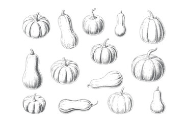 Vintage harvest pumpkins and squash line drawing illustration in classic hand drawn style.
