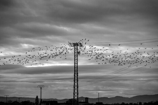 Flock of birds flying around a power line tower on a cloudy day