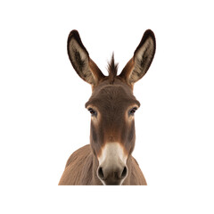 Fototapeta premium Donkey Portrait. Animal Symbolism And Rural Life Representation. Isolated On Transparent Background