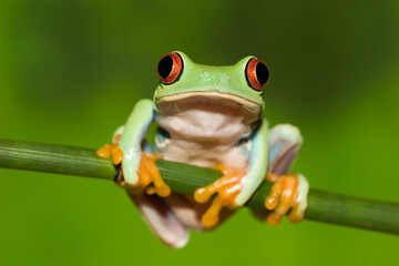 The Spring Meadow Revelry: Croaks, Flaps, and Zestful Critters—A Joyous Chronicle of Frogs, Birds, and Bugs Celebrating New Life from Lily Pad to Lush Grassland.