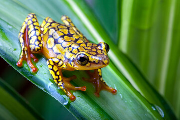The Spring Meadow Revelry: Croaks, Flaps, and Zestful Critters—A Joyous Chronicle of Frogs, Birds, and Bugs Celebrating New Life from Lily Pad to Lush Grassland.
