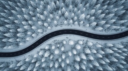 Naklejka premium Top down aerial view of a black winding road surrounded by snow-covered pine trees in a winter forest. Cold season landscape.