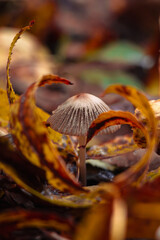 Tiny autumn mushroom hidden among curled golden leaves