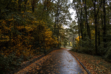 Wet autumn pathway winding through quiet forest park 