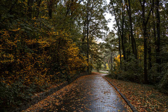 Wet autumn pathway winding through quiet forest park - Powered by Adobe