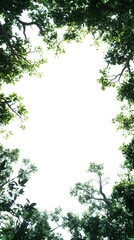 Canopy of vibrant green leaves frames a bright white sky looking directly upward