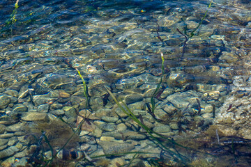 Crystal clear water with stones and seaweed on a sunny day