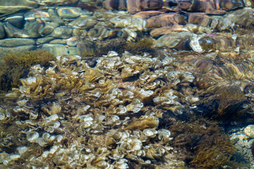 Clear water view of underwater aquatic life with seaweed and natural harmony