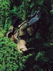 Ancient weathered tree trunk surrounded by lush green acacia foliage 