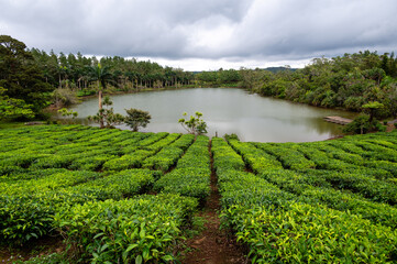 Tea plantations and lake on Mauritius
