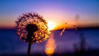 L&ouml;wenzahn Pusteblume im Sonnenuntergang