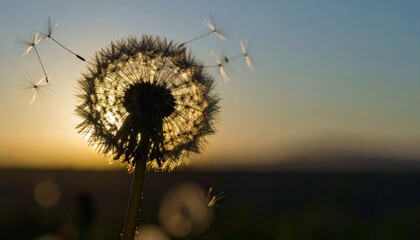 L&ouml;wenzahn Pusteblume im Sonnenuntergang