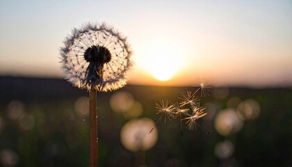 L&ouml;wenzahn Pusteblume im Sonnenuntergang