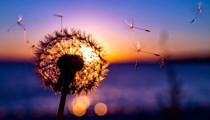 L&ouml;wenzahn Pusteblume im Sonnenuntergang