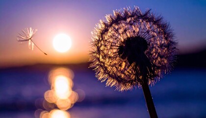 L&ouml;wenzahn Pusteblume im Sonnenuntergang