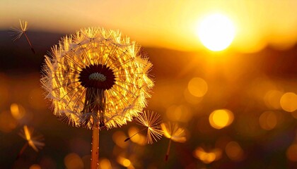 L&ouml;wenzahn Pusteblume im Sonnenuntergang