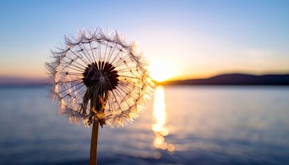 L&ouml;wenzahn Pusteblume im Sonnenuntergang