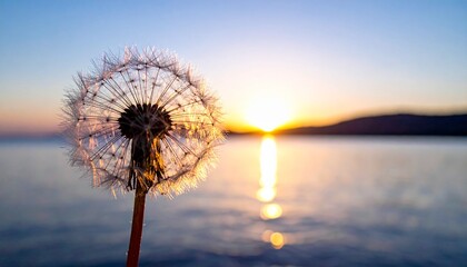 L&ouml;wenzahn Pusteblume im Sonnenuntergang