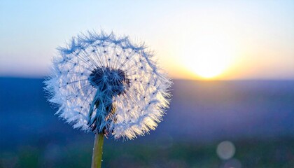 L&ouml;wenzahn Pusteblume im Sonnenuntergang