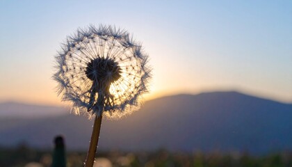 L&ouml;wenzahn Pusteblume im Sonnenuntergang