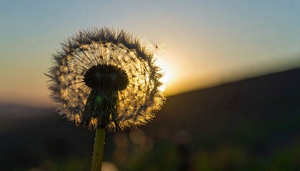 L&ouml;wenzahn Pusteblume im Sonnenuntergang