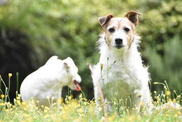 Vieux chien de race Jack Russell, de face, assise au milieu des fleurs.