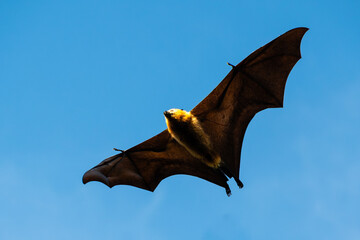 Fototapeta premium Greater Mascarene Flying Fox (Pteropus niger) adult in flight, Mauritius