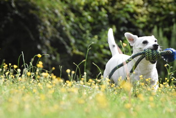 Jeune femelle Jack Russell blanche, courant dans l'herbe, avec un jouet dans la gueule.
