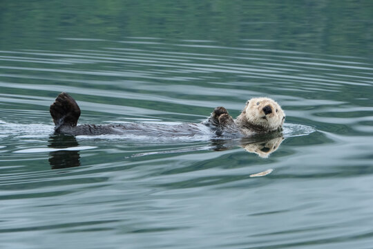 Cute sea otter floating by in Southeast Alaska