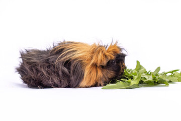 Long-haired tricolor guinea pig eating fresh greens on white background