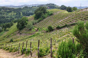 Vineyards in Piedmont, Italy, stretching over rolling green hills