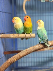 two parrots on a branch