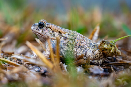 A beautiful guttural toad (Sclerophrys gutturalis), also known as a African common toad, in the wild in KwaZulu-Natal, South Africa