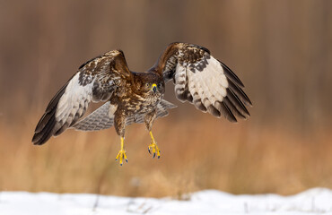 Common buzzard bird ( Buteo buteo )