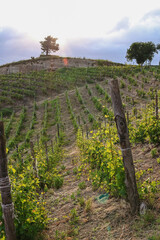 Vineyards in Piedmont, Italy, stretching over rolling green hills