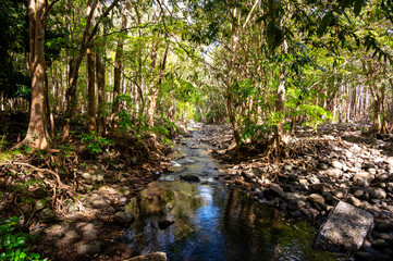 Hike through the Black River Gorges National Park, Mauritius.