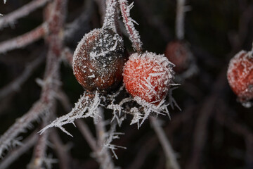 Fototapeta premium Macro photograph of a frozen rose hip covered with dense frost crystals. The detailed texture of the ice and dry sepals highlights the beauty of wild winter nature.