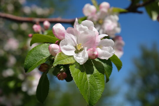 Close-up of white and pink apple tree blossom with fresh green leaves against a blue sky in springtime - Powered by Adobe