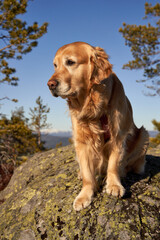  Golden Retriever Resting Amidst Pine Trees in Wintery Norwegian Forest During Sunny Day