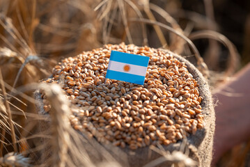 A bag filled with wheat grains with the flag of Argentina. The Argentine flag inserted into the grain against the background of wheat ears, export, harvest, international trade in foodstuffs