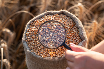 Hand holding a magnifying glass over wheat grain in a sack in the field. A magnifying glass focuses on the wheat grain, illustrating quality control, inspection, and care for agrarian production
