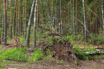 Fallen birch tree uprooted among a dense mixed forest. A tree uprooted from the ground with a large root ball, lying on the forest floor after a storm, against a background of dense birches and pines