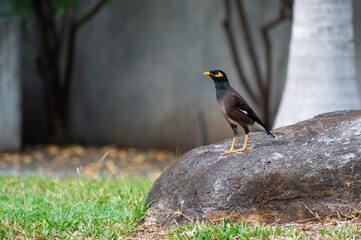 Beautiful common myna or Indian myna (Acridotheres tristis) sitting on a stone