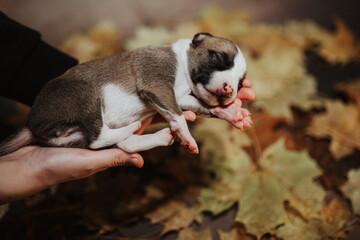 Mały szczeniak noworodek whippet leży na plecach