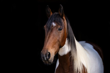 Obraz premium Young pinto gelding with brown and white coat standing against a dark background
