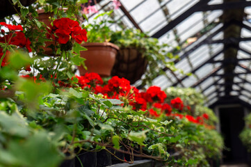 Red Pelargonium flowers growing in an old orchard house (plant nursery)
