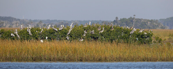 A group of brown pelicans perched in mangroves in a saltwater marsh. 